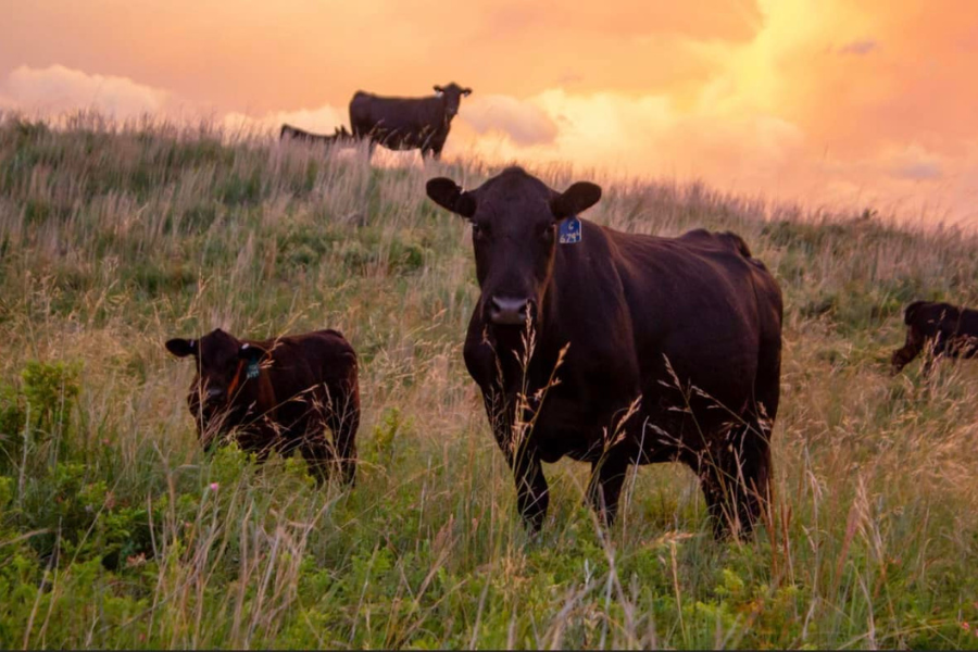 How Connealy Angus Keeps Their Herd Identified for Life