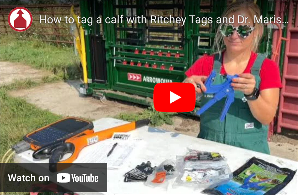 How to tag a calf with Ritchey Tags and Dr. Marissa Hake