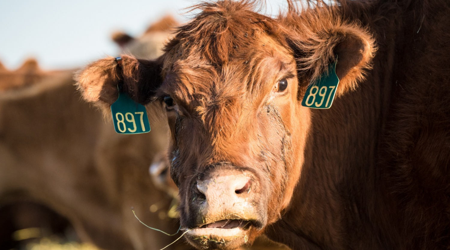 Make Your Mark: Ensuring Livestock Safety & Management