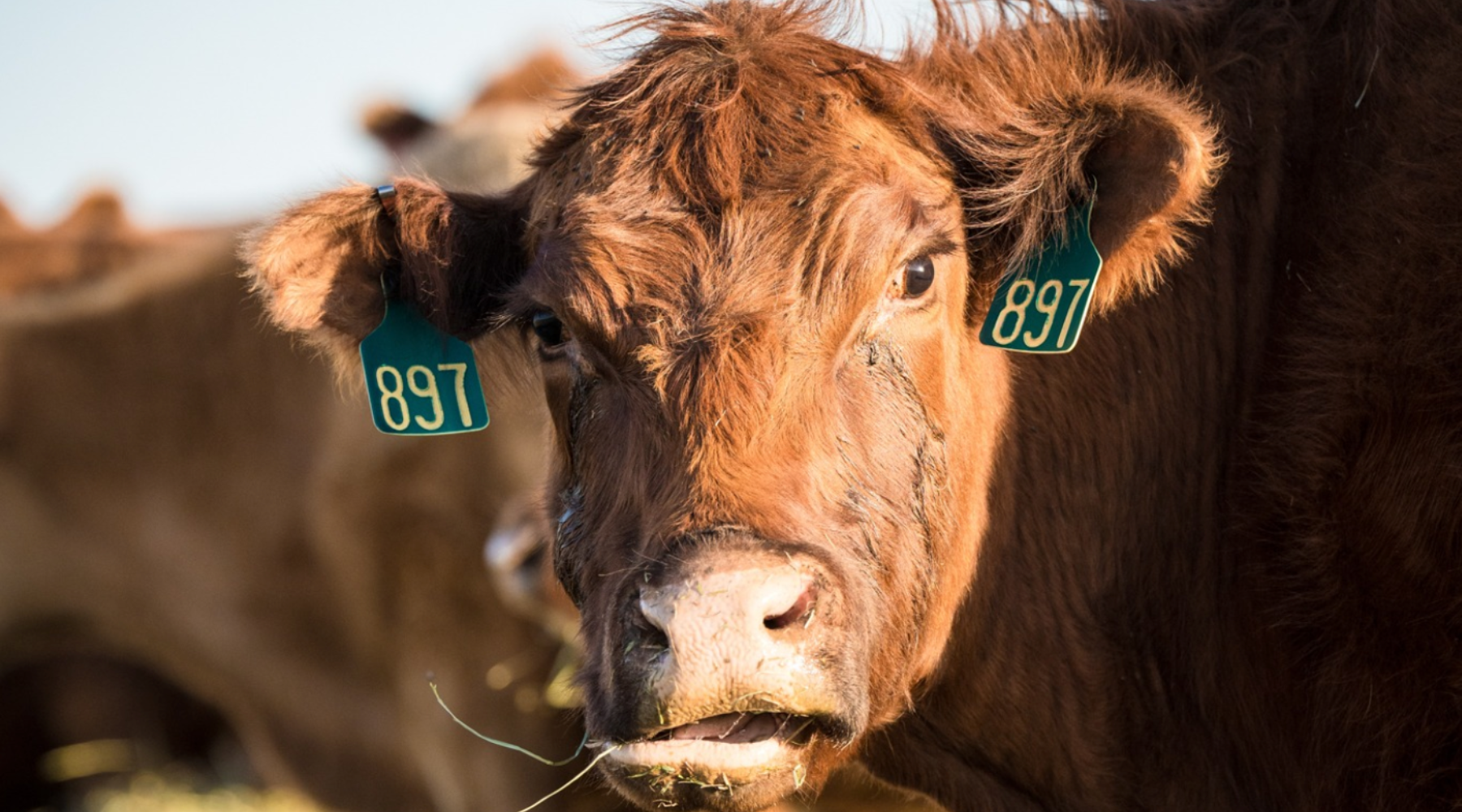 Make Your Mark: Ensuring Livestock Safety & Management